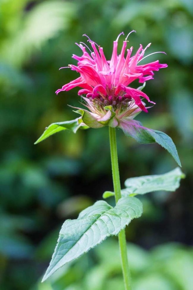 Purple Flowers Stop Mosquitoes
