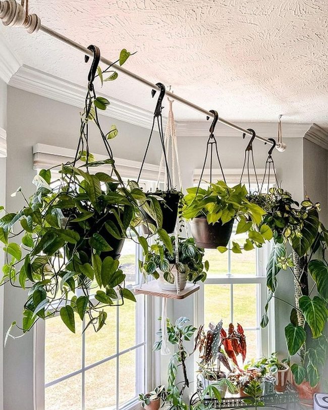 Cascading Pothos In Hanging Planters