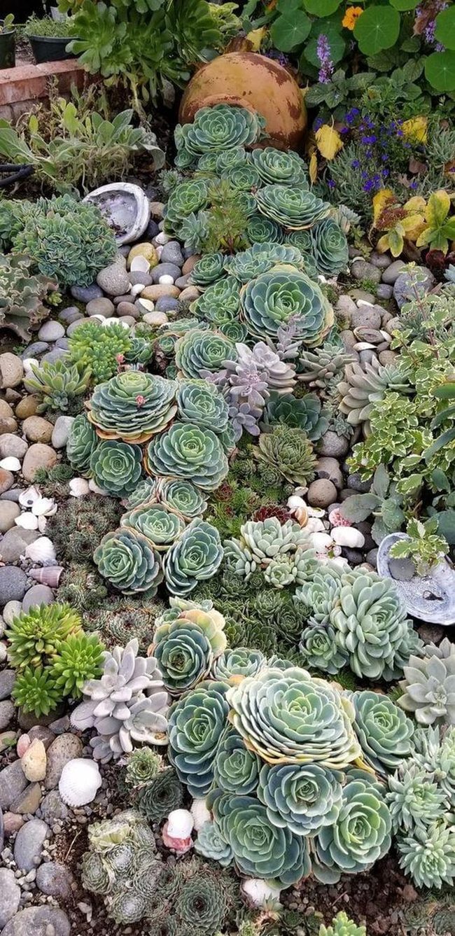 Low-Maintenance Succulents Transform Porch Appeal