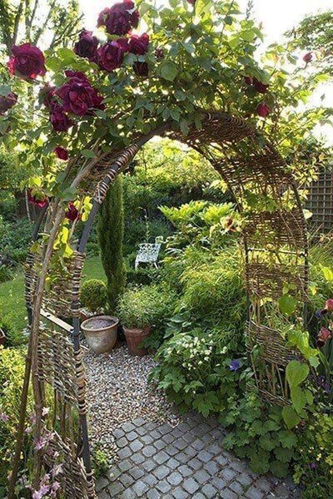 Roses Climb Through Curved Archway