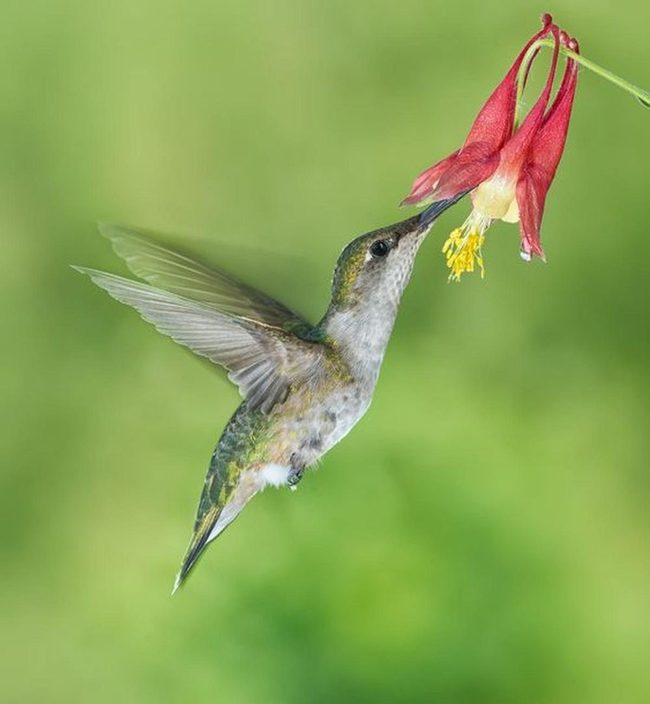Emerald Wings Near Golden Blooms