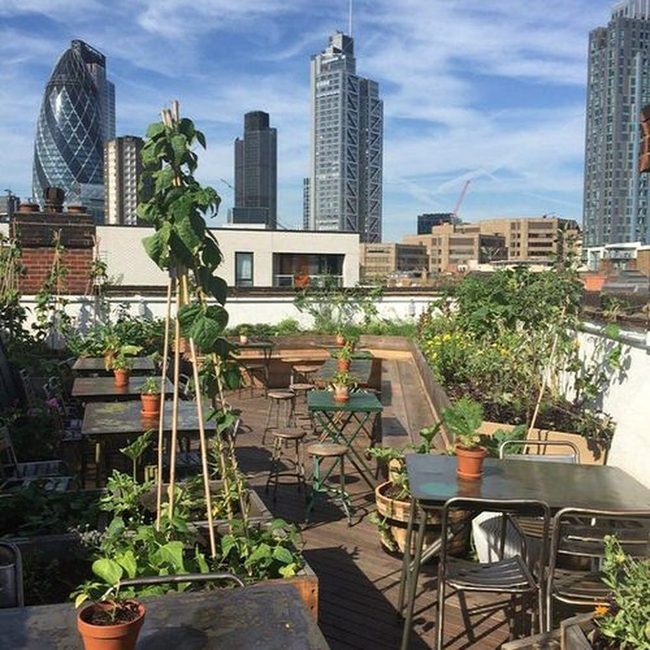 Rooftop Vegetables Transform Urban Spaces