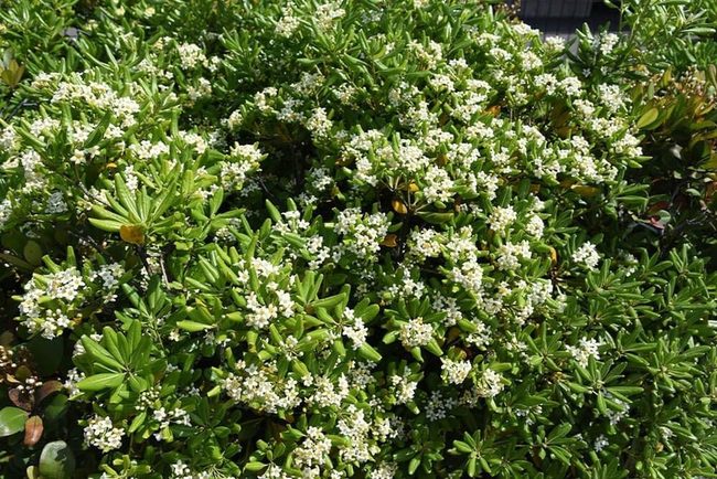 Glossy White Flowers Spring Blooms