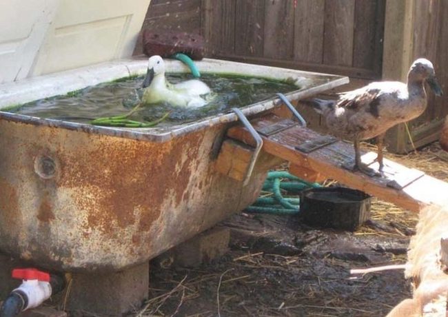 Vintage Bathtub Duck Pond