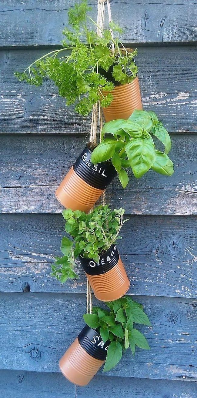 Fresh Herbs In Recycled Tin Walls