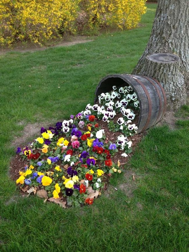 Whiskey Barrels Burst With Blooms
