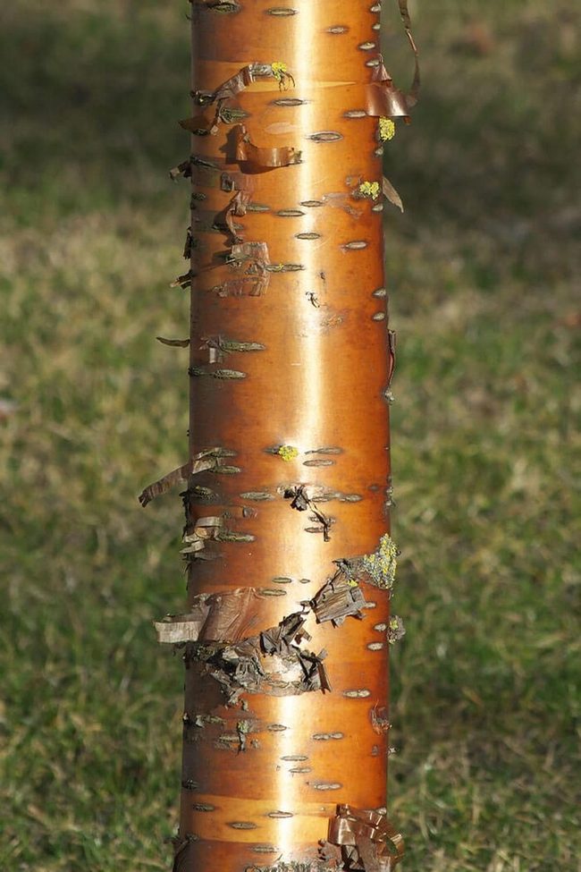 Striped Bark Native Water Tree