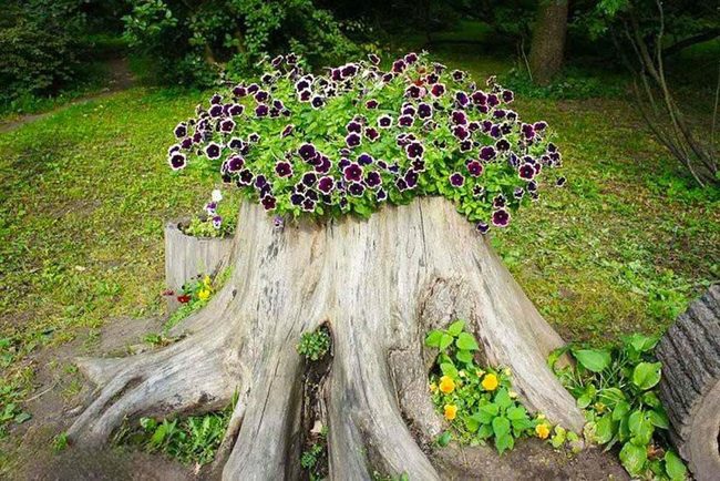 Purple Pansies In Weathered Wood
