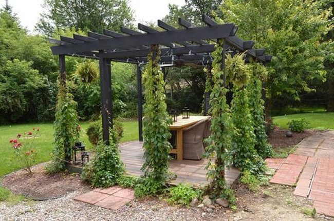 Green Vines Filter Dappled Sunlight