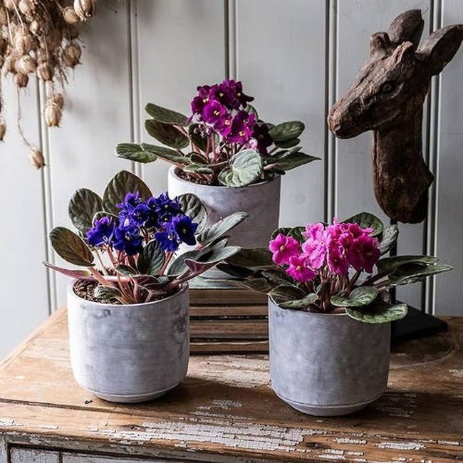 Purple Violets With Ceramic Companions