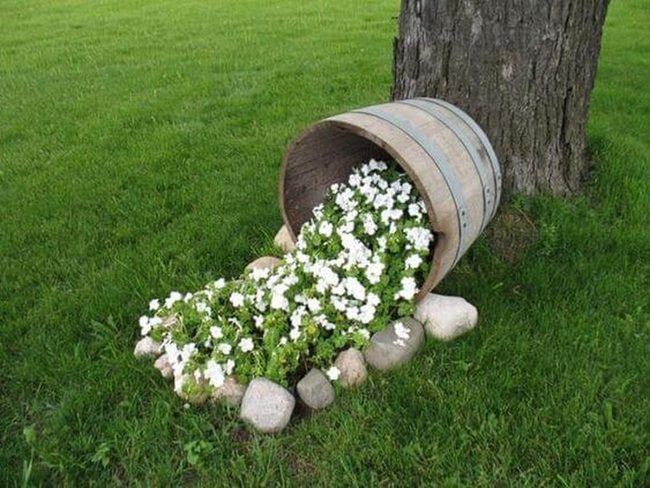 White Blooms Spilling From Wooden Barrel