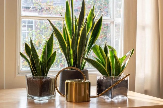 Tall Green Striped Indoor Sculptor
