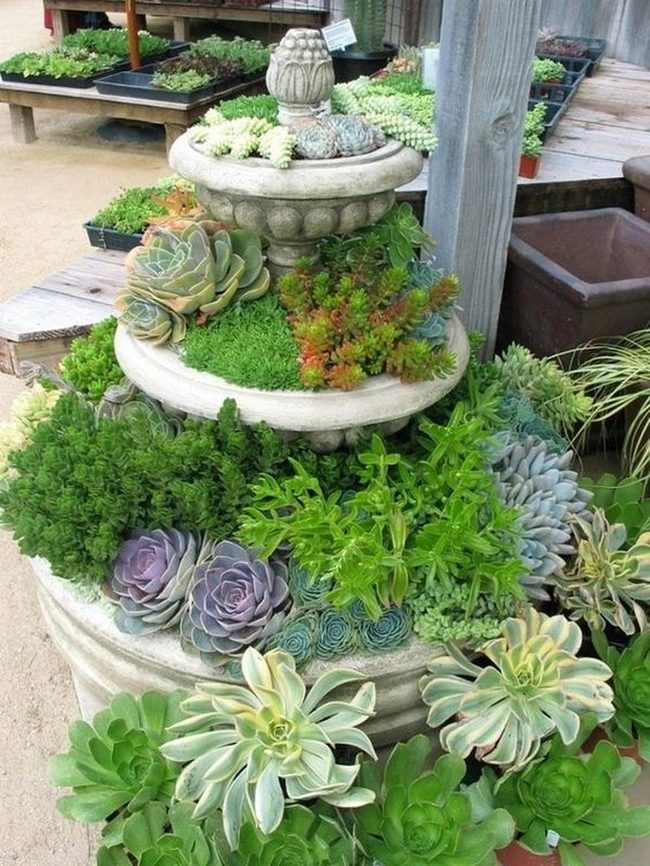 Purple And Red Succulents Fountain