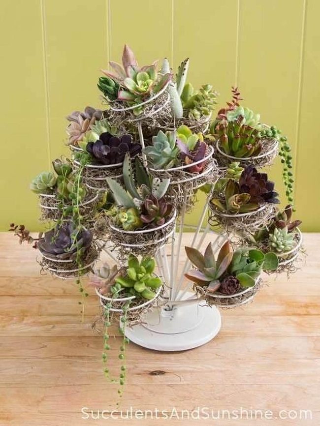 Tiered Succulent Garden White Stand