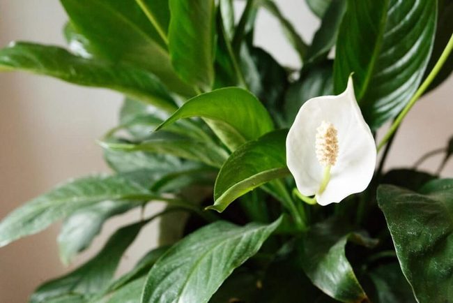 White Blooms Against Deep Green