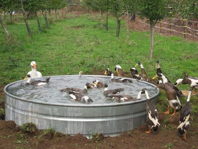 Stock Tank Duck Pond Simplicity
