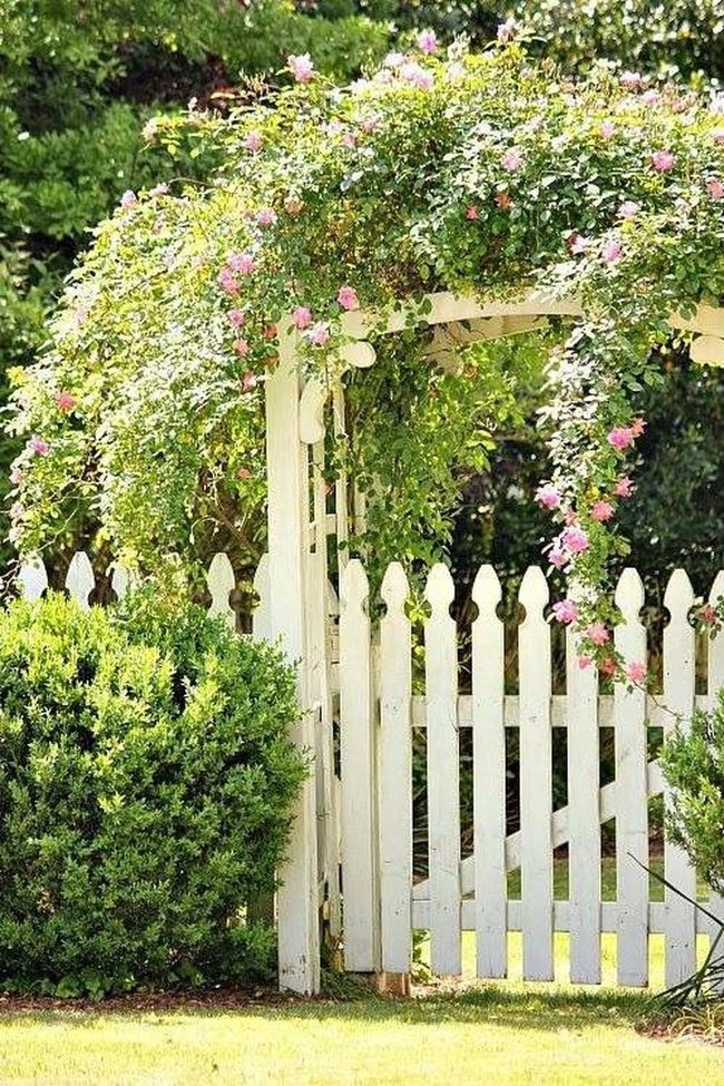 Native Perennials At Your Door