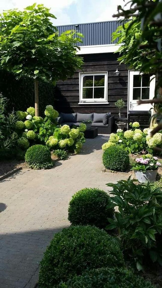 Spherical Topiaries And White Blooms