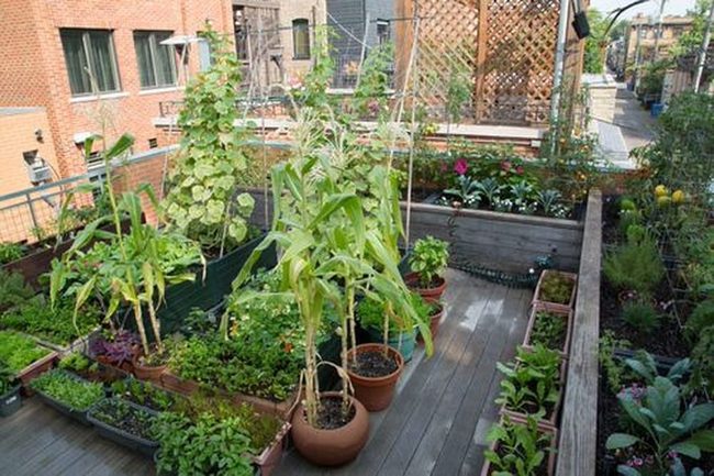 Fresh Vegetables Above City Streets