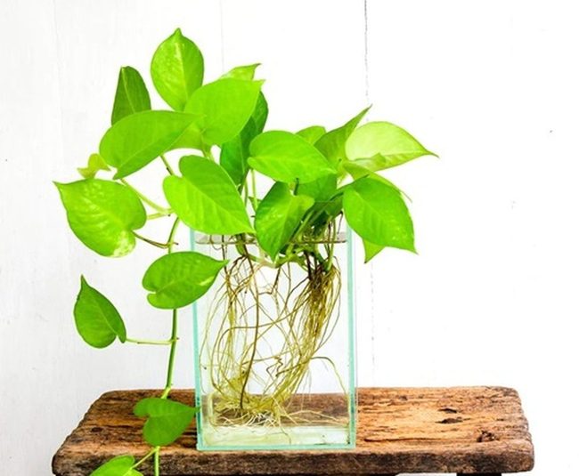 Green Trailing Roots For Tiny Tanks