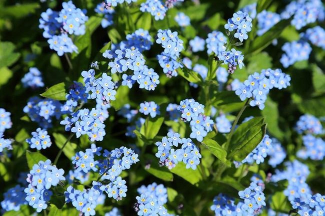 Tiny Blue Forget-Me-Nots Bloom