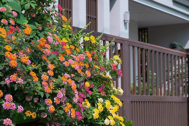 Native Plants In Compact Containers