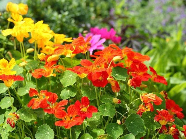 Peppery Edible Flowers With Natural Pest Control