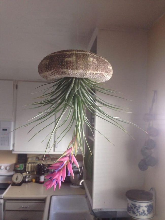 Stone Suspended Succulents