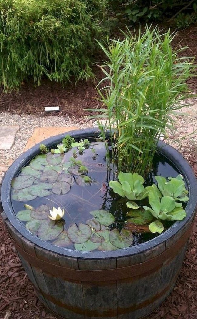White Water Lilies Barrel Garden