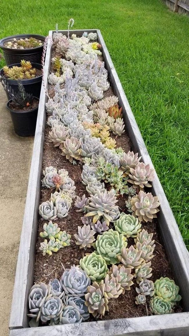 Soft Pastels And Succulent Textures