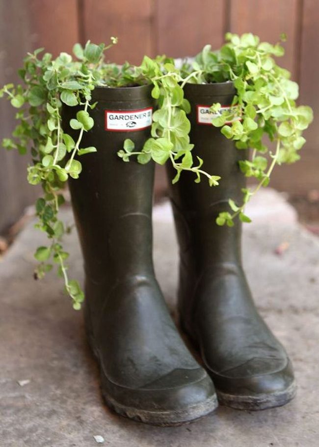 Succulents In Colorful Rain Boots