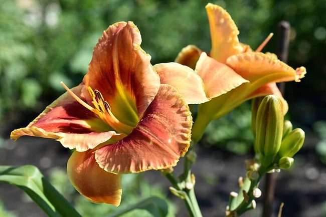Red-Striped Orange Petals Ruffled
