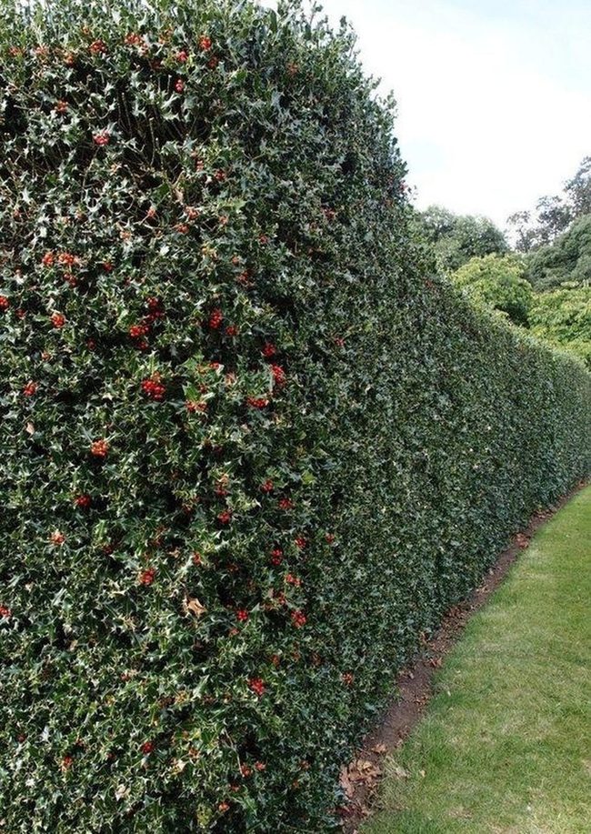 Red Berries Green Hedge Landscape