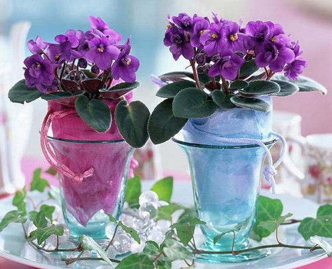 Purple Violets In Clear Glass