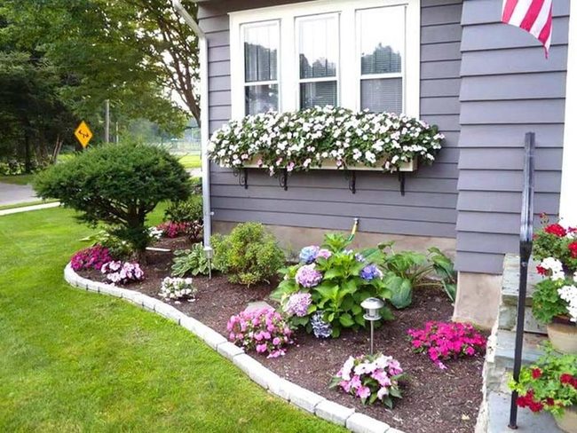 Layered Blooms Against Evergreen Foundation