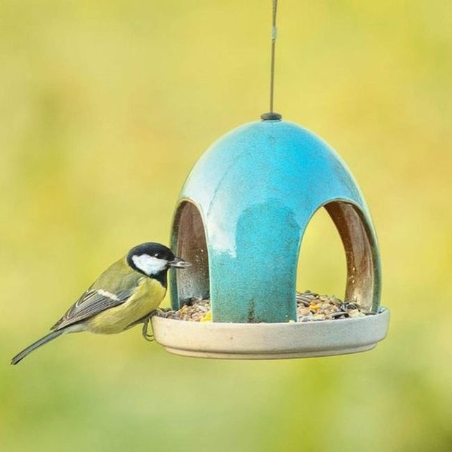Yellow And Black Birds At Feeders