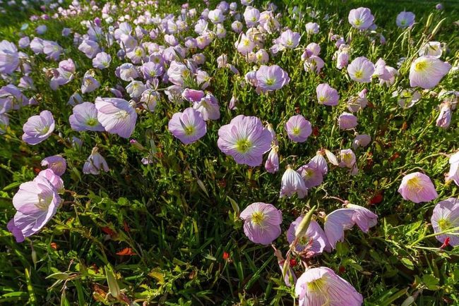 Yellow And Pink Oak Shade Bloomers