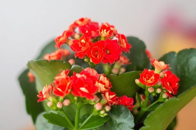 Red And Orange Succulent Blooms