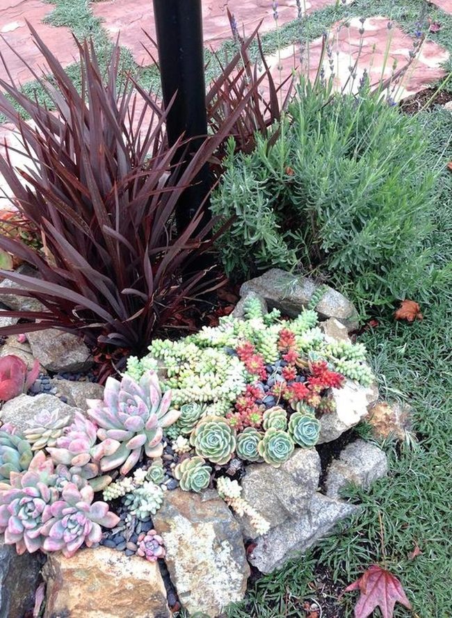 Red And Green Succulents Stone Garden