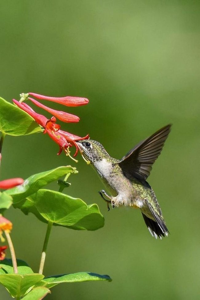 Red Flower, Iridescent Wings, Motion