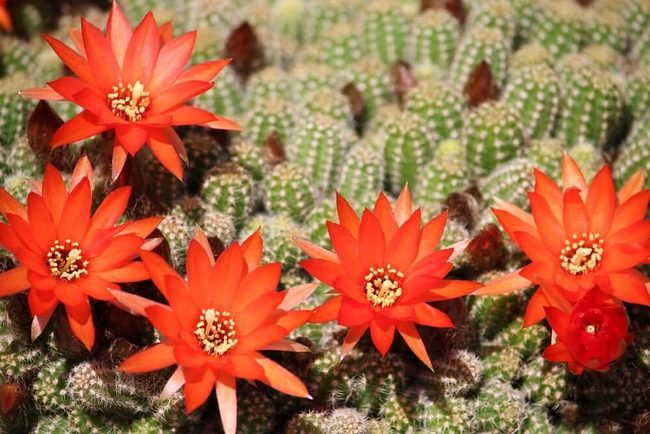 Red Petaled Cactus Yellow Center