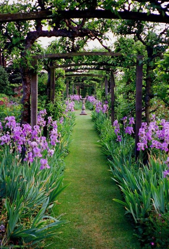 Purple Vines Arch Garden Path