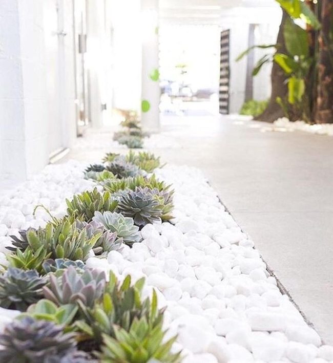 White Stones, Emerald Succulents