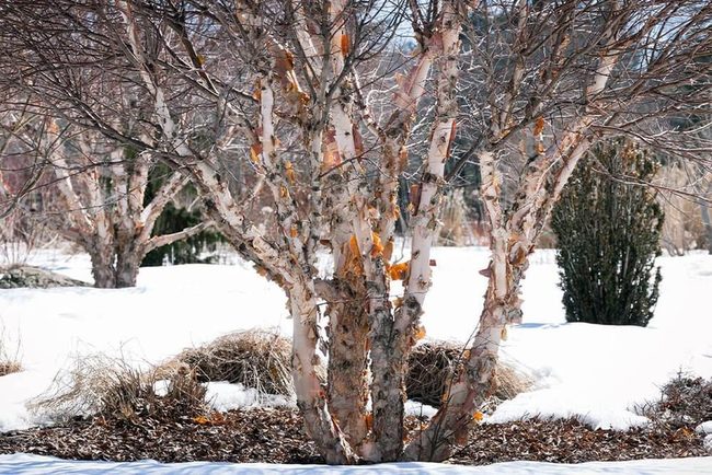 Peeling Bark In Salmon Pink