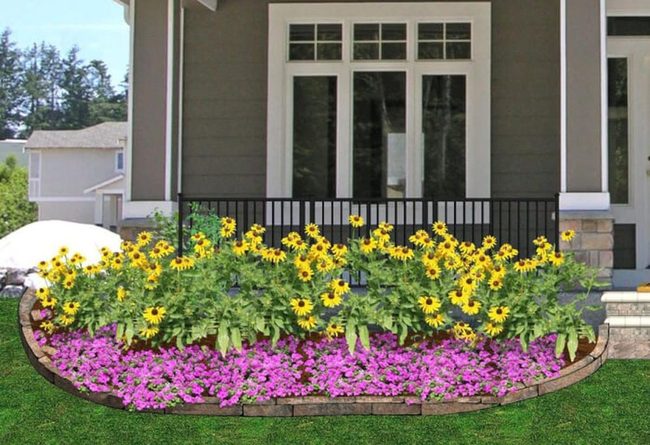 Golden Petals, Dark Centers, Pure Joy
