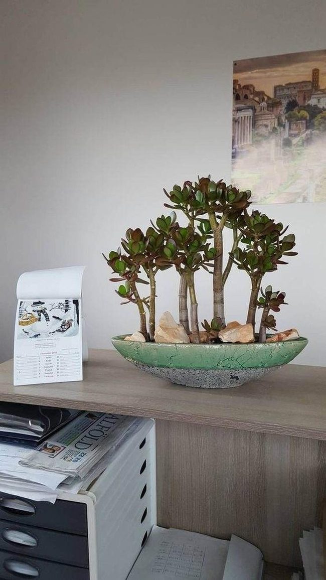 Miniature Succulent Garden With Stones