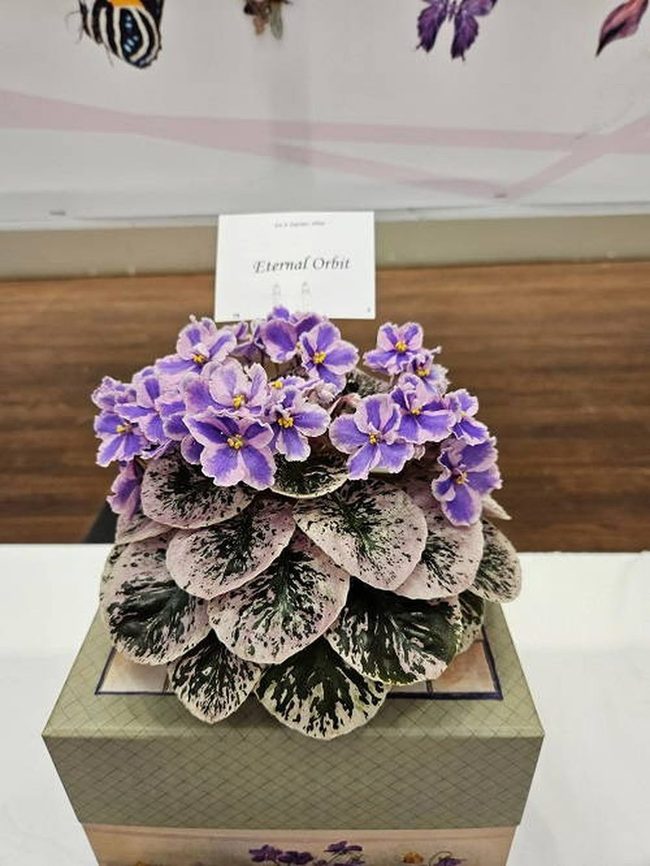 Purple Blooms In Recycled Boxes