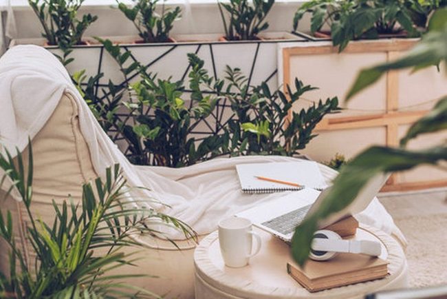 Green Plants, Quiet Reading Corner