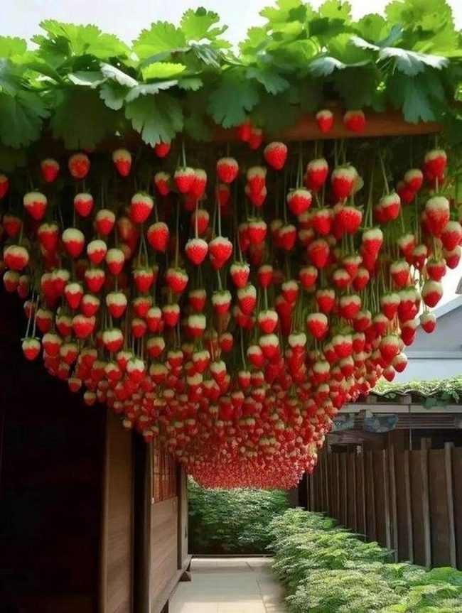 Hanging Strawberries, Zero Ground Space