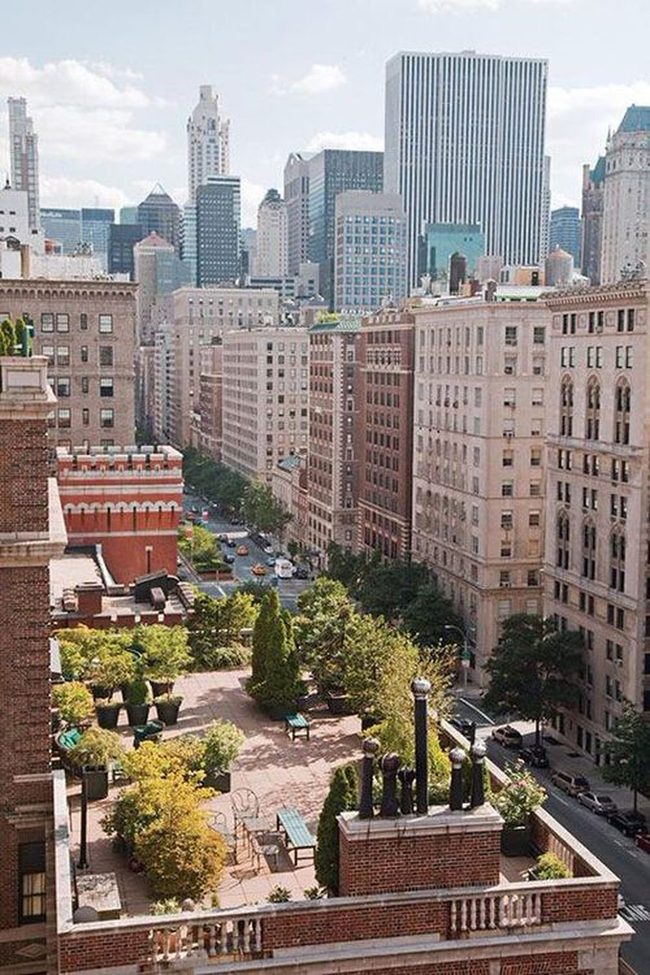 Tall Shrubs Shield Urban Rooftops